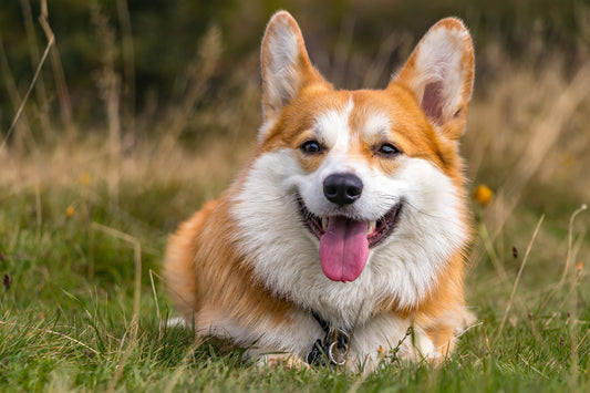 Nmn For Dogs: Does It Work, And Is It Worth It?