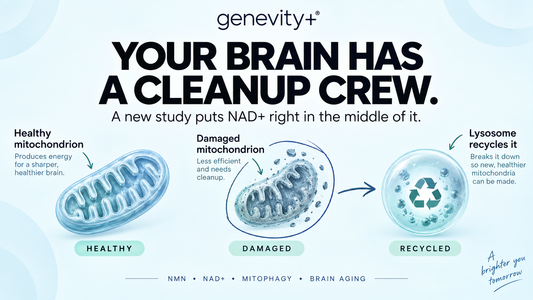 Brain Aging Has a Cleanup Problem. A New Study Puts NAD+ in the Middle of It.